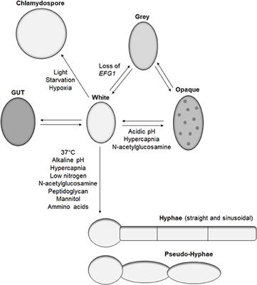 Face/Off: The Interchangeable Side of Candida Albicans